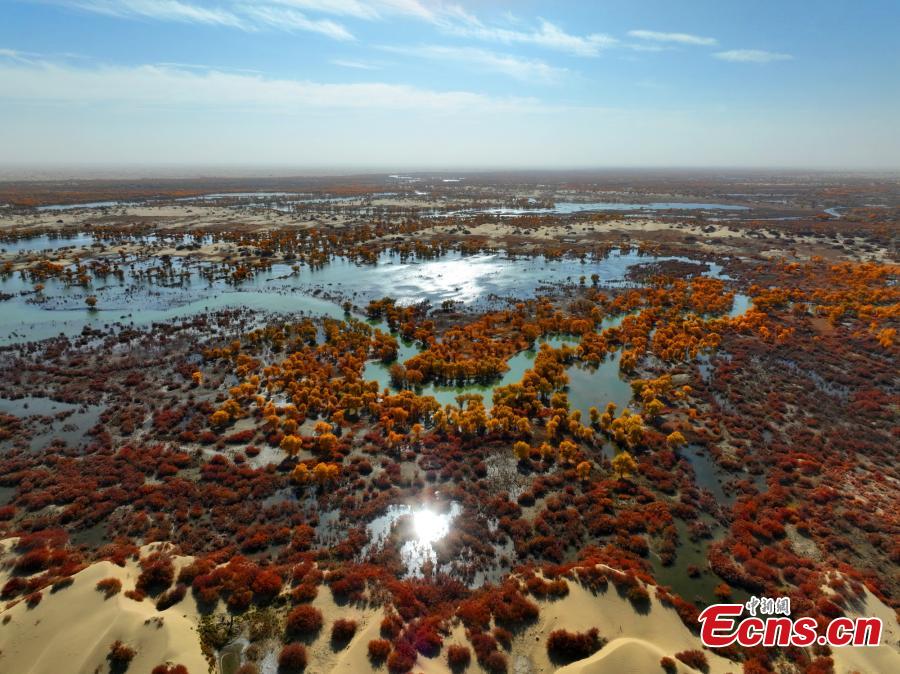 Golden oasis of desert poplar forests along Tarim River in Xinjiang-5