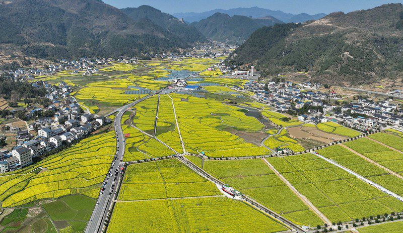 Blooming rapeseed flowers draw visitors to SW China's Guizhou-1