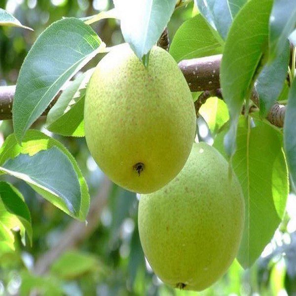 Presentation of the Baozhu Pear from Chenggong-1