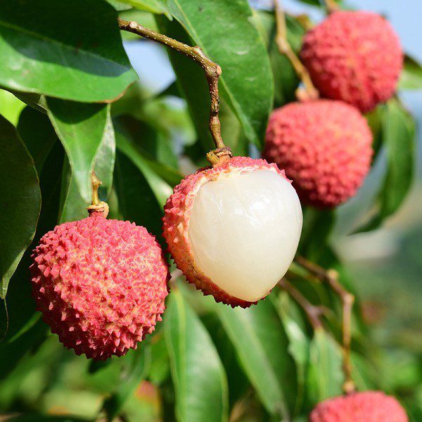 Nanshan Lychee-1