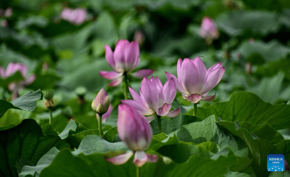 In pics: lotus flowers at Yuanmingyuan Park in Beijing-3