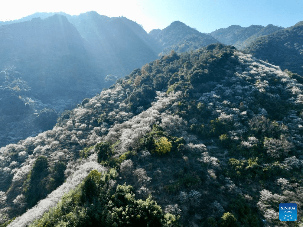 Green plum trees enter blossom season in Yongtai County, SE China's Fujian-8