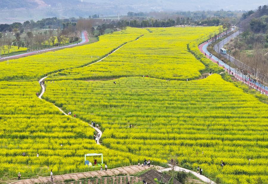 From threatened to thriving: the environmental restoration of Guangyang Isle in SW China-2