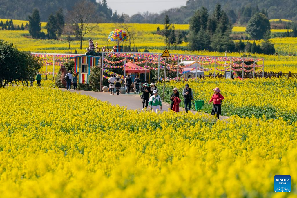 Cole flower fields draw visitors in SW China's Yunnan-10