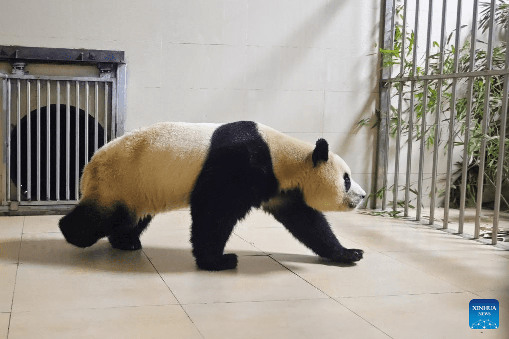 Giant panda Fu Bao transported to base in Wolong National Nature Reserve for quarantine-3