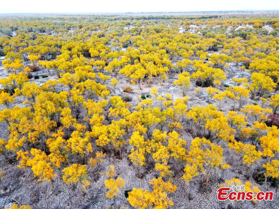 Golden populus euphratica forest in Xinjiang-2