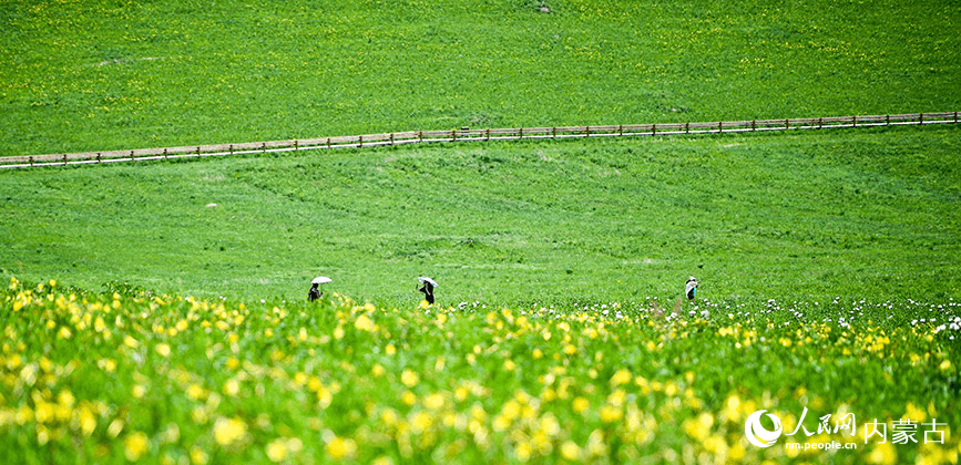 Picturesque summer view in N China's Ulgai Grassland-1