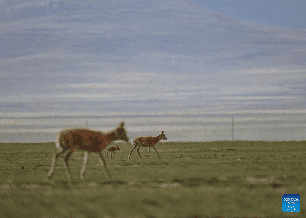 Tibetan antelopes embark on birth-giving season in SW China-15