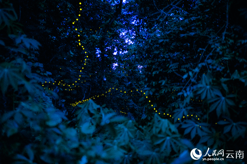 Romantic! Fireflies dance in the trees in SW China's Yunnan-2