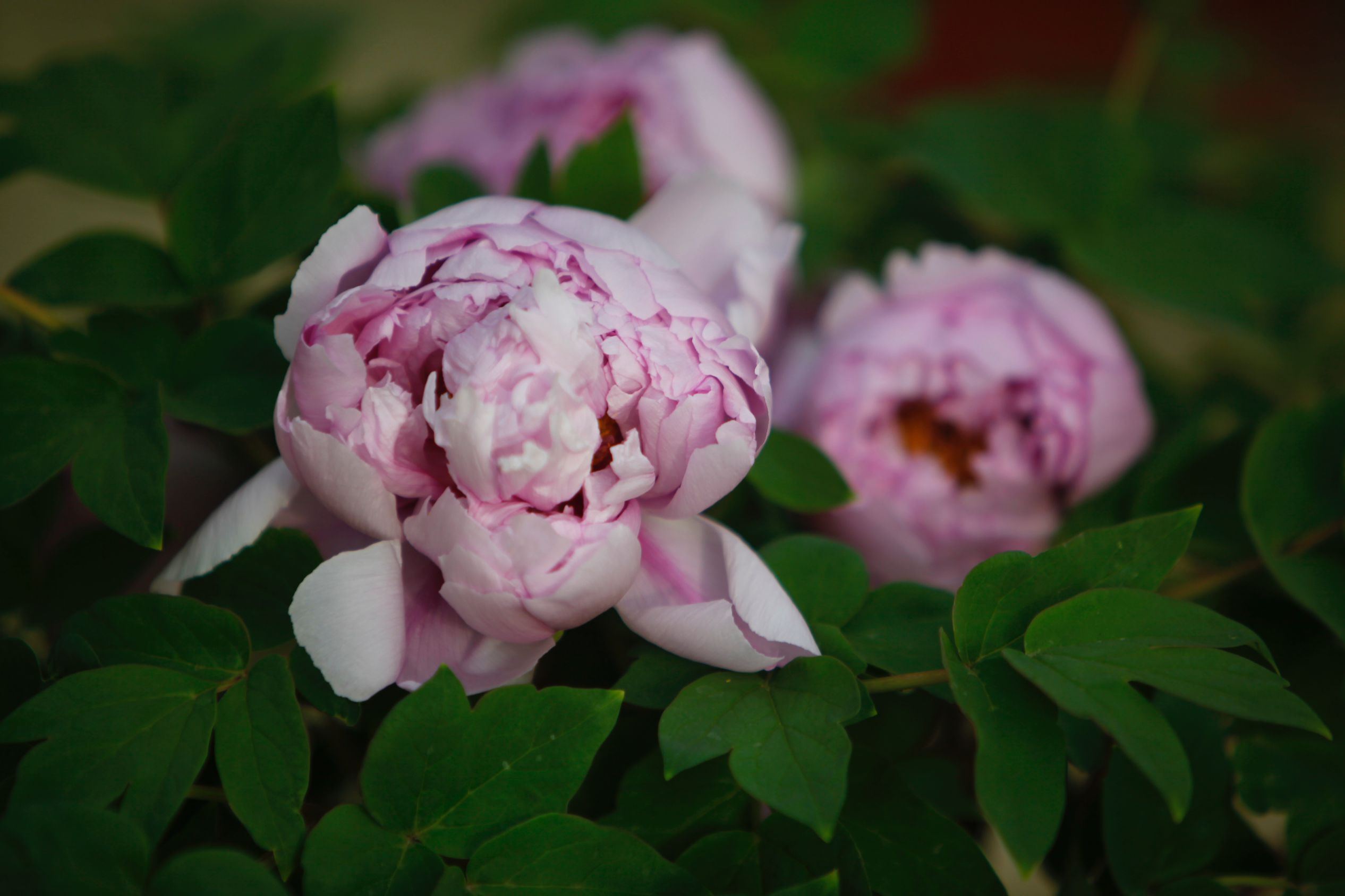 In pics: Peony flowers bloom in Luoyang, C China's Henan-7