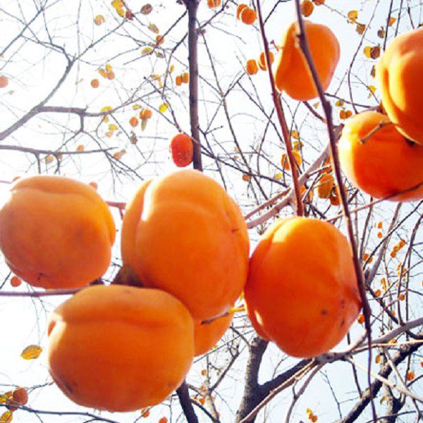 Fangshan Millstone Persimmon-1