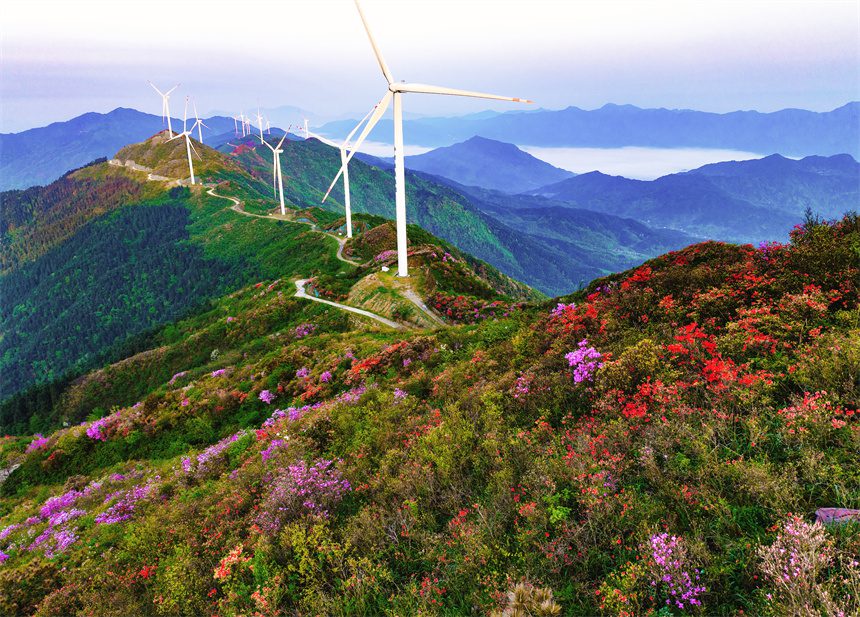 In pics: Magnificent view of blooming azalea flowers in E China's Jiangxi-1