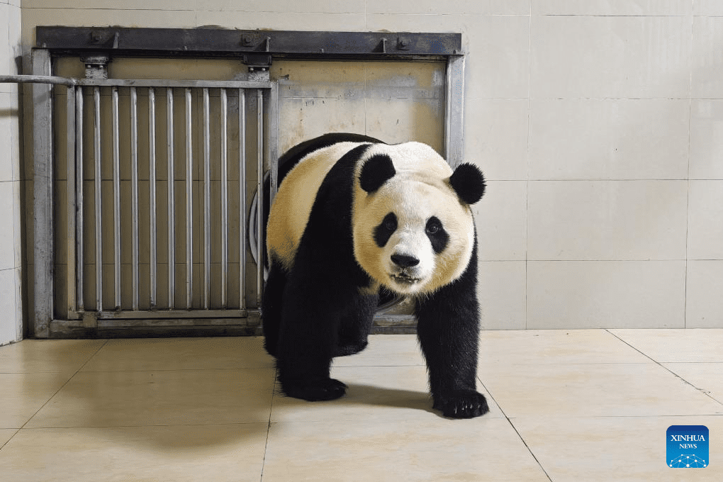 Giant panda Fu Bao transported to base in Wolong National Nature Reserve for quarantine-5