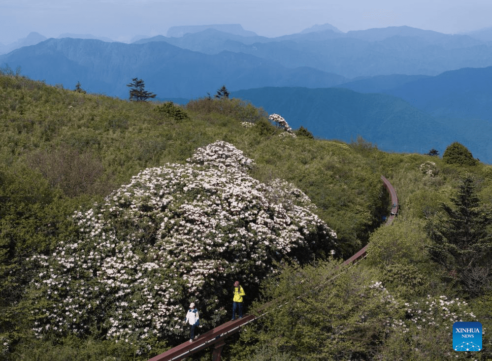 Scenery of azalea blossoms on summit of Mount Emei, SW China-7