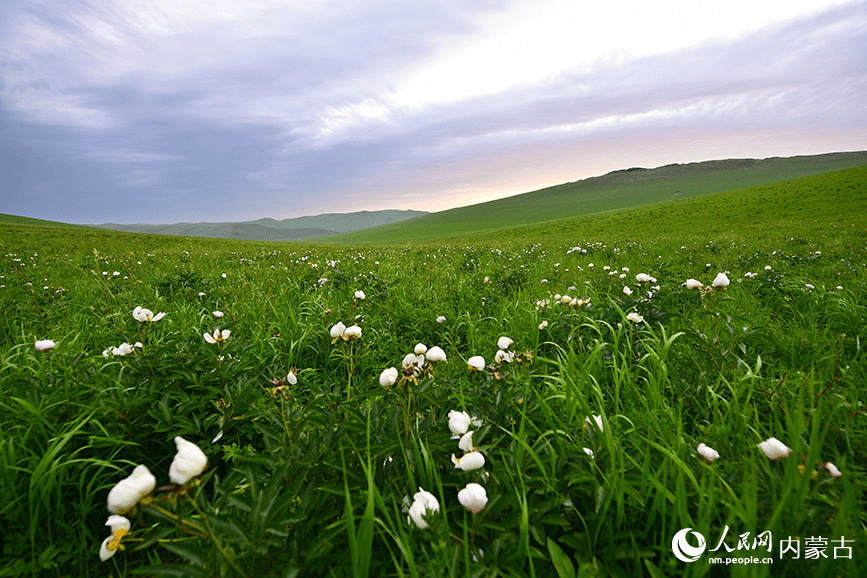 Picturesque summer view in N China's Ulgai Grassland-6