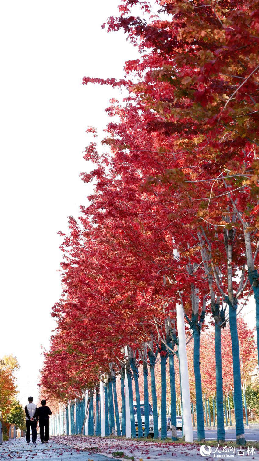 Changchun in NE China's Jilin keeps fallen leaves on the ground to delight citizens with autumn splendor-6