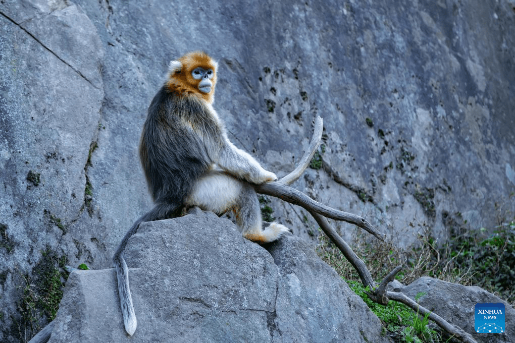 Sichuan golden snub-nosed monkeys seen at Yuhe area of Giant Panda National Park in NW China-10