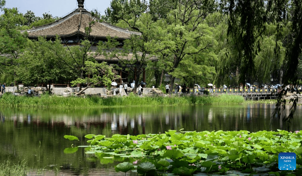 In pics: lotus flowers at Yuanmingyuan Park in Beijing-4