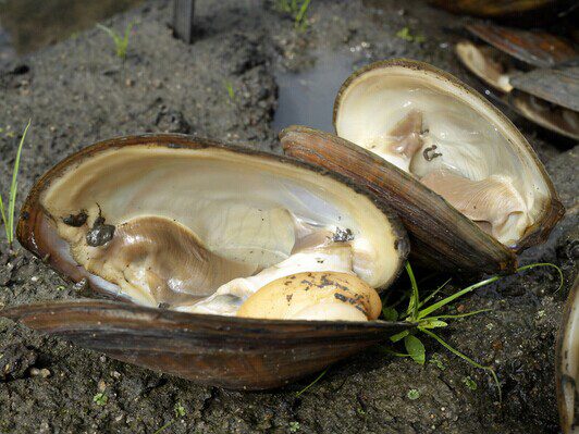 How to Clean Freshwater Clams Thoroughly-1