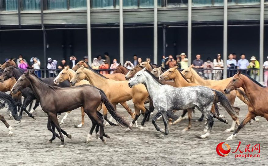 Akhal-Teke horses draw tourists, boost local economy in NW China's Xinjiang-2