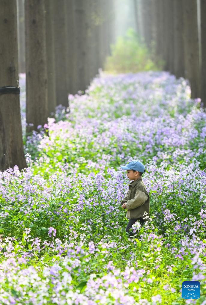 Scenery of Jinhu water forest scenic spot in Jiangsu-4