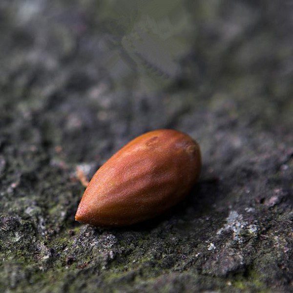 Torrey Kaempferi from Yushan-1