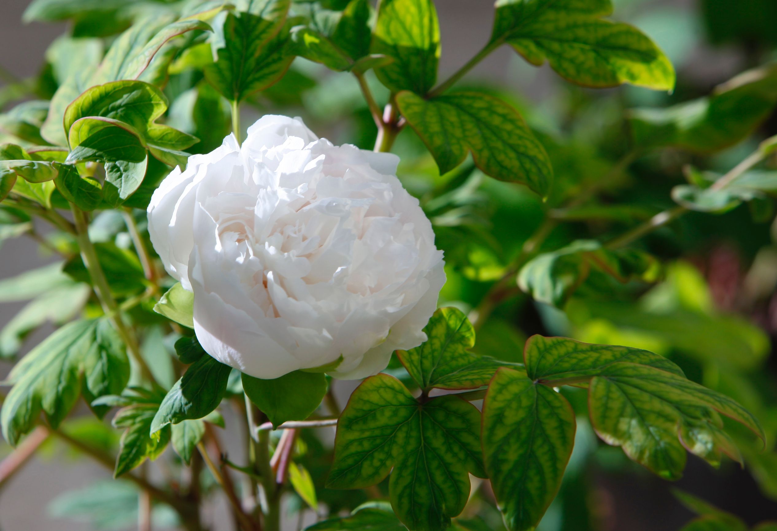 In pics: Peony flowers bloom in Luoyang, C China's Henan-6