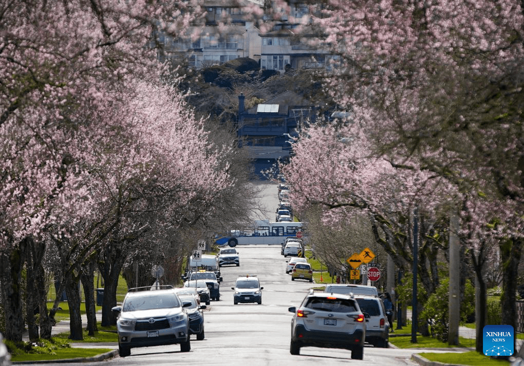 In pics: blooming cherry trees in Vancouver-3