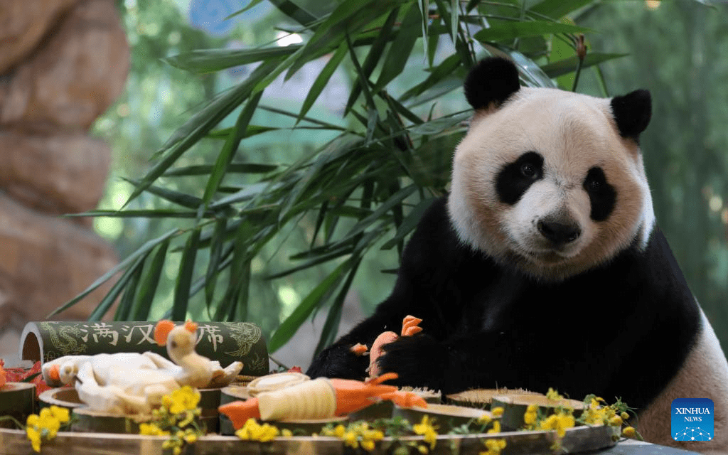 Giant panda 