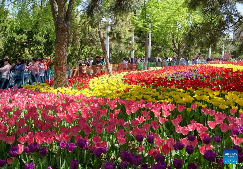 Feast your eyes on tulips in north China-5