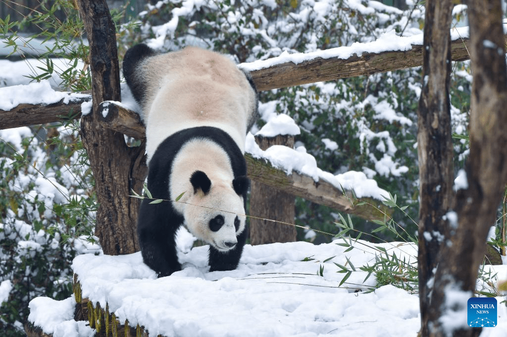 Rendezvous with snow refreshes landscapes in China-3