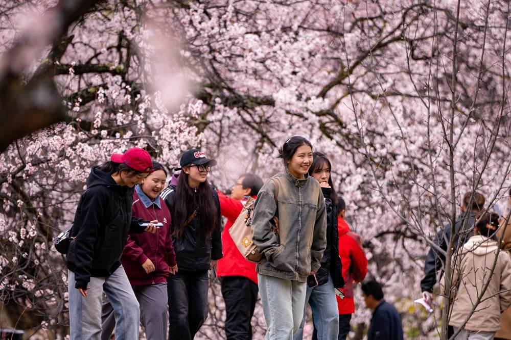 Peach blossoms attract tourists in SW China's Xizang-6