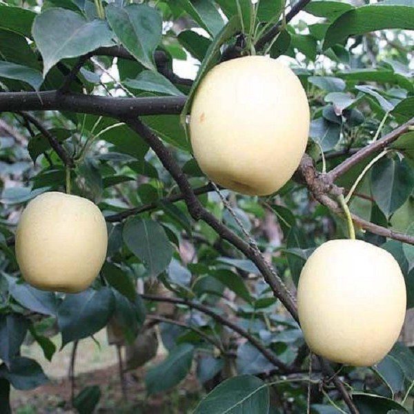 Weixian Pears-1