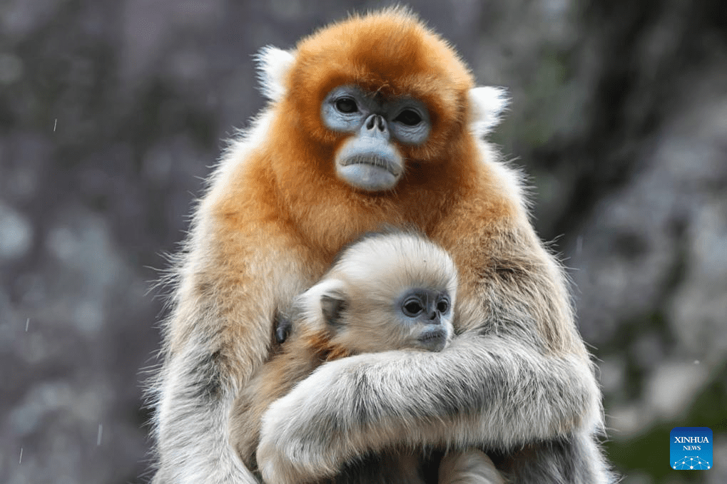 Sichuan golden snub-nosed monkeys seen at Yuhe area of Giant Panda National Park in NW China-5