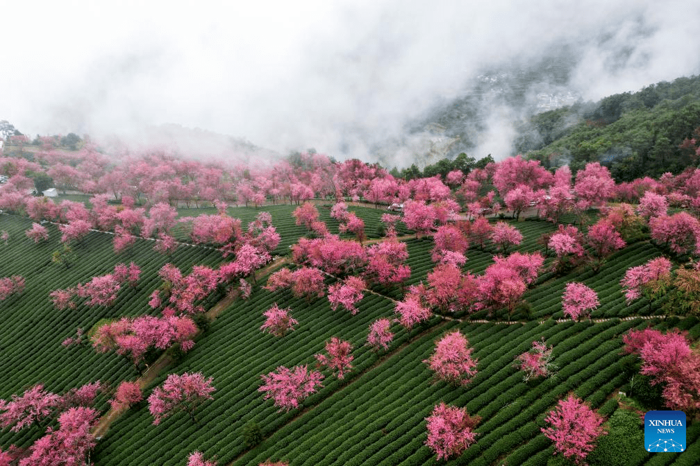 In pics: winter cherry blossoms in Kunming, SW China's Yunnan-7