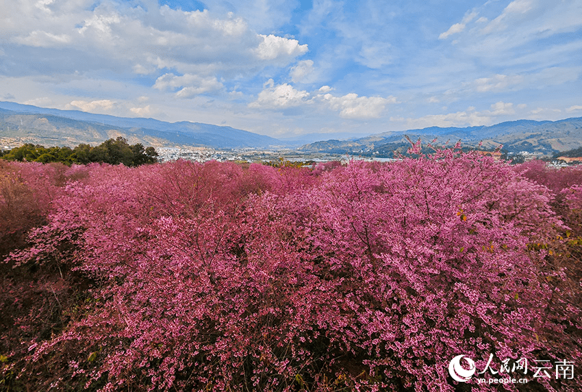 In pics: Cherry flowers in full bloom in SW China's Yunnan-1