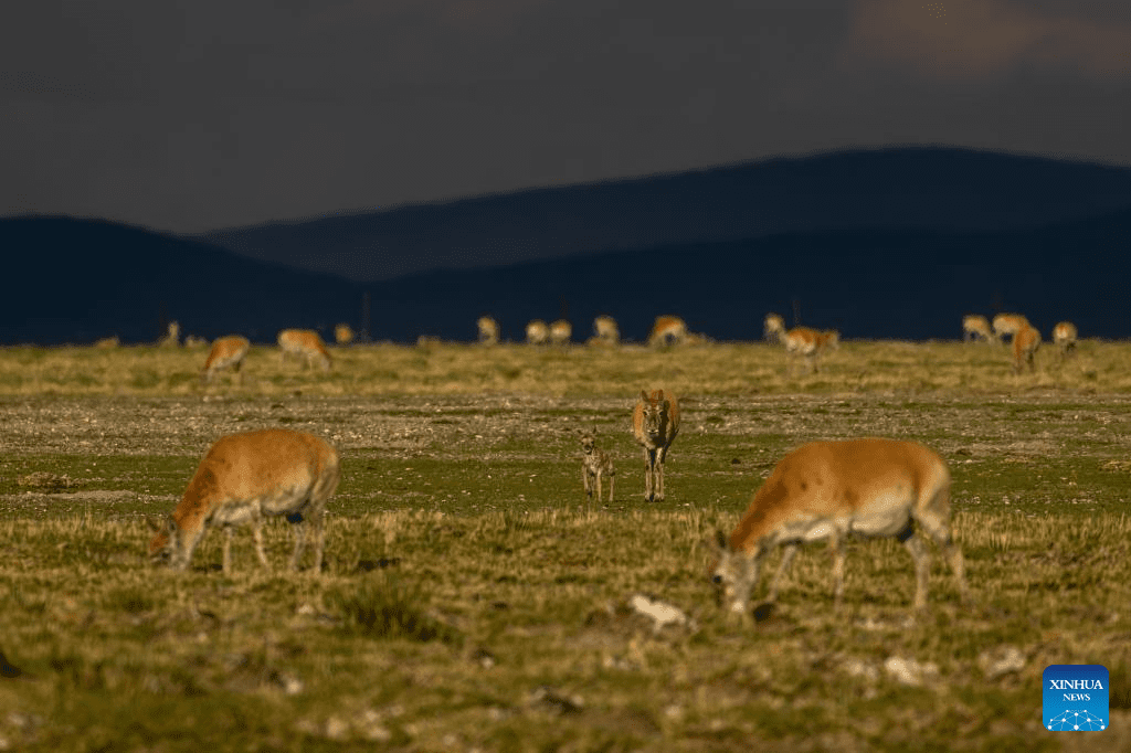 Tibetan antelopes embark on birth-giving season in SW China-24