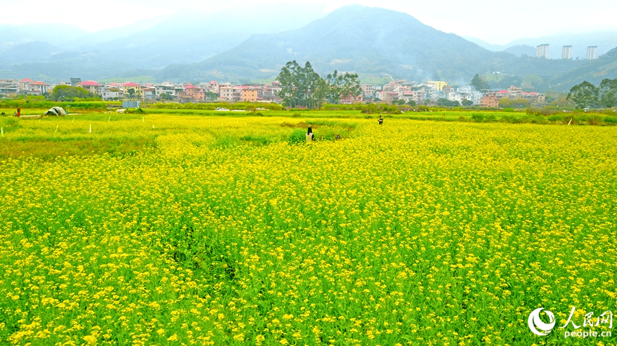 In pics: rapeseed flowers in full bloom in village in SE China's Fujian-3