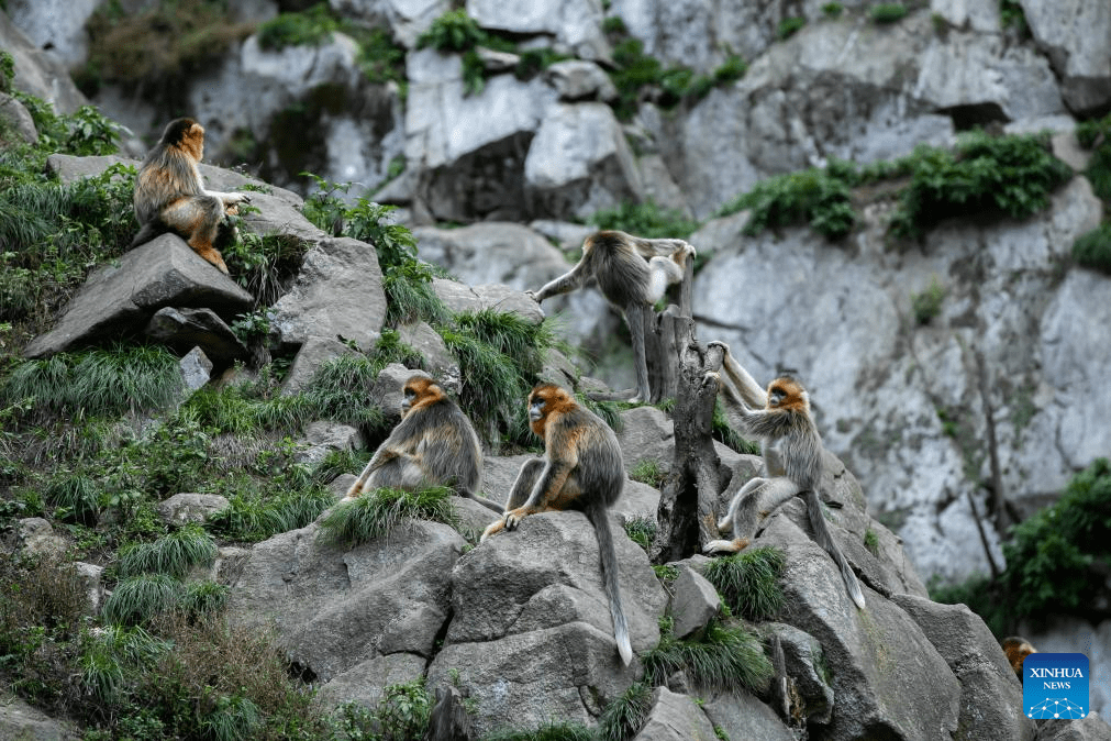 Sichuan golden snub-nosed monkeys seen at Yuhe area of Giant Panda National Park in NW China-3