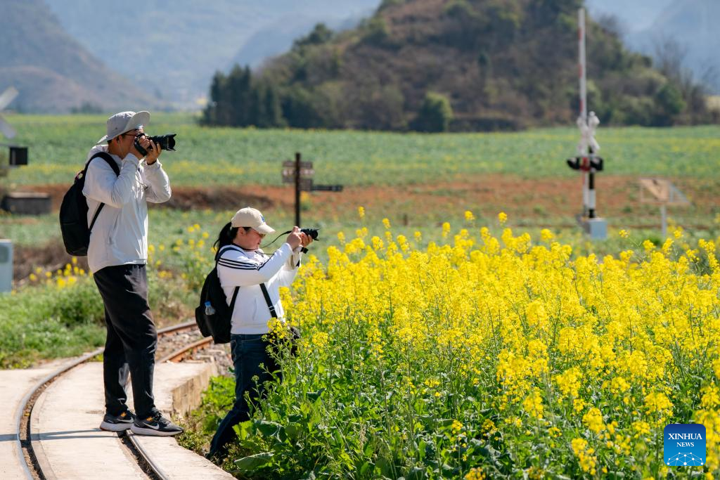 Cole flower fields draw visitors in SW China's Yunnan-2