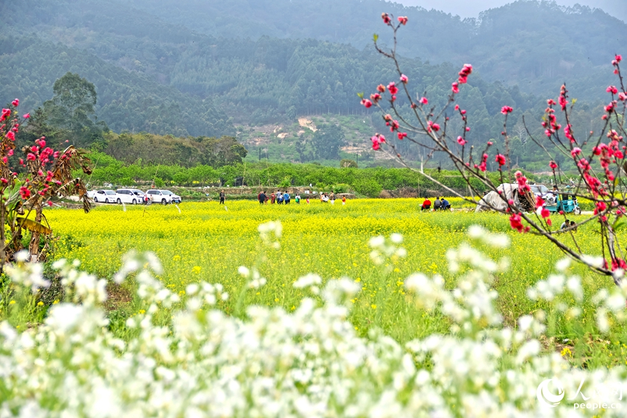 In pics: rapeseed flowers in full bloom in village in SE China's Fujian-2