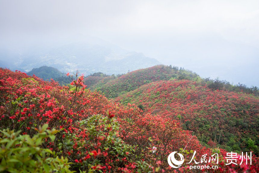 Azalea flowers attract tourists in SW China's Guizhou-1