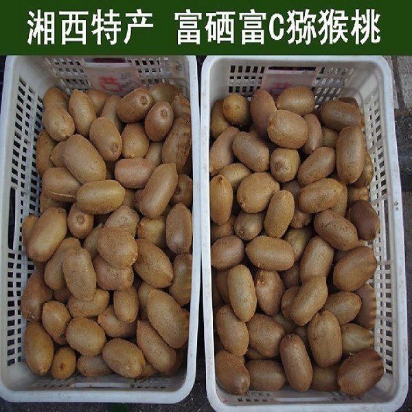 Hunan Xiangxi Kiwi Fruit-1