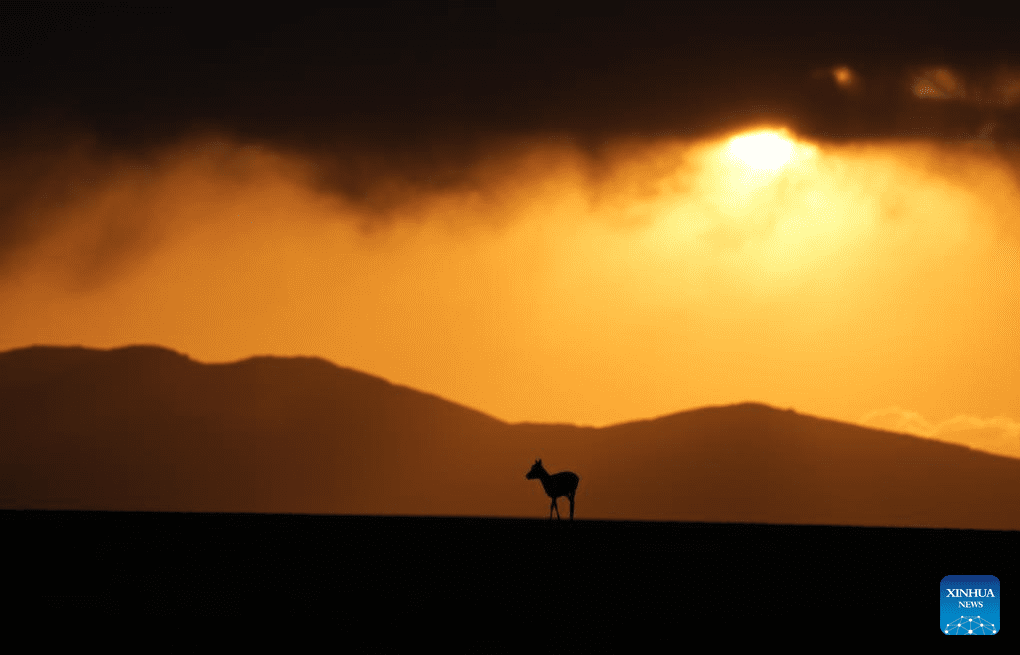 Tibetan antelopes embark on birth-giving season in SW China-6