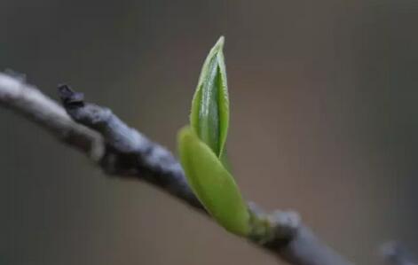 Enjoying Spring Tea: Here’s What You Need to Know