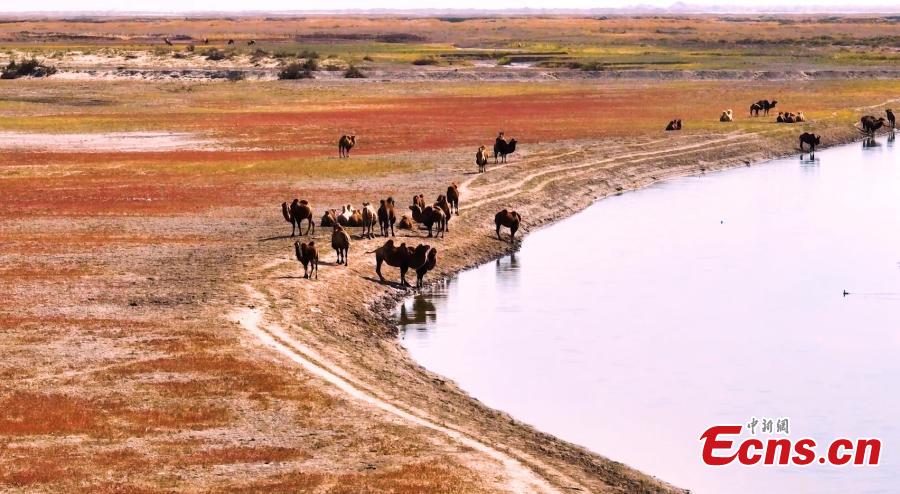 Seepweed turns wetland rosy red in autumn-5