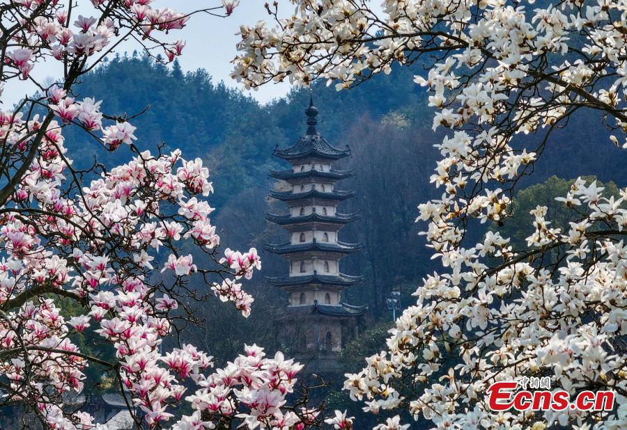 Magnolia flowers add beauty to Xin'an River-2