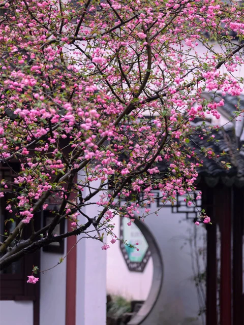 Suzhou Gardens: The Art and Soul of Chinese Classical Gardens-2