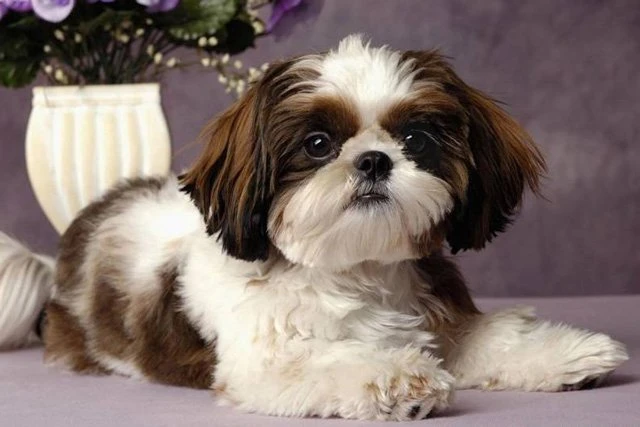 Top 10 Lists of Wonderful Dog Breeds in China-8