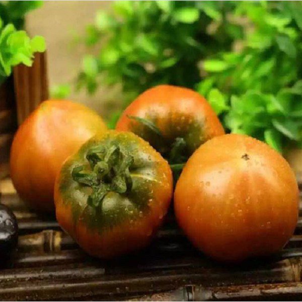 Panjin Alkaline Land Tomato-1